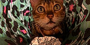 Liz Taylor joined the competition — help win amazing prizes! cat, animal, pet, tunnel, toy, foil, colorful, pattern, curious, closeup, indoor, feline, whiskers, ears, collar, playful, fabric, blurred_background, brown, orange