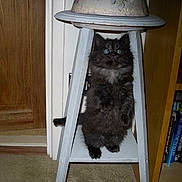 Elvis is registered to the contest to win money with this photo: