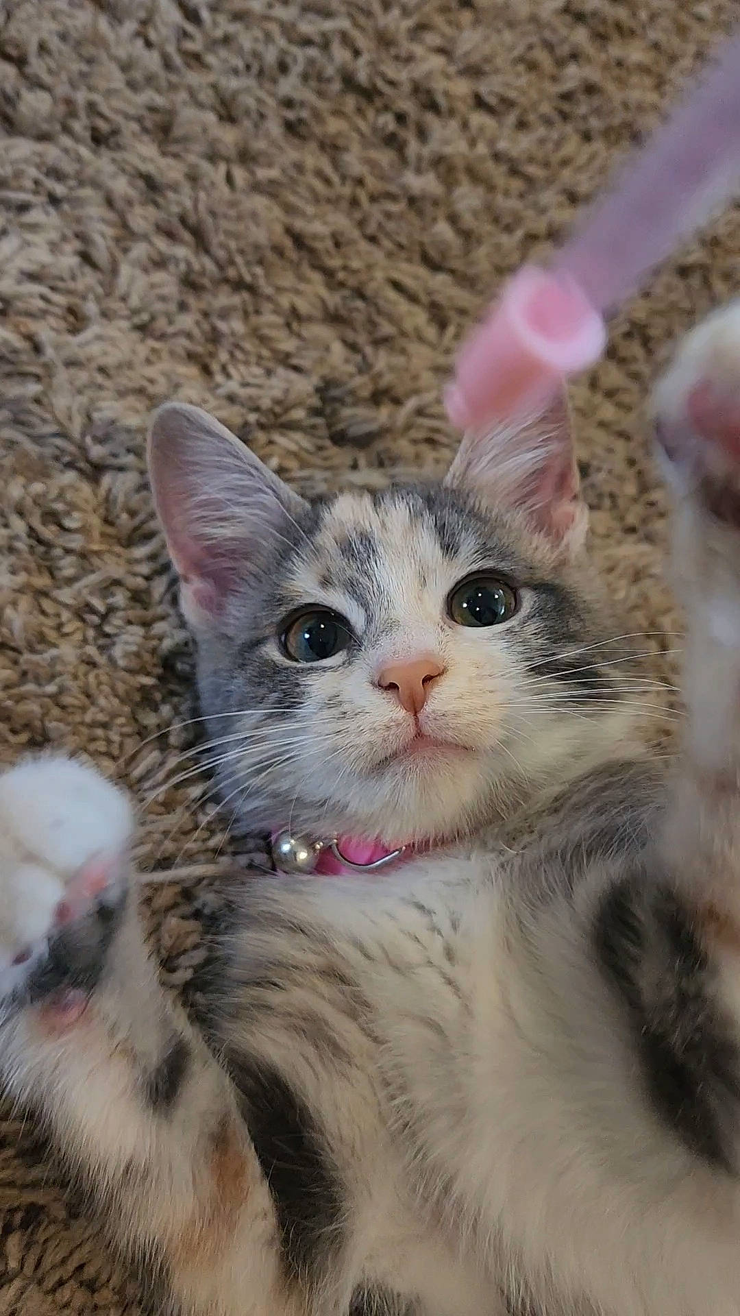 Katana is registered to the contest to win money with this photo: carnivore, cat, claw, close_up, domestic_short_haired_cat, fawn, felidae, foot, fur, iris, paw, photo_caption, small_to_medium_sized_cats, snout, tail, terrestrial_animal, toe, whiskers, wildlife, window