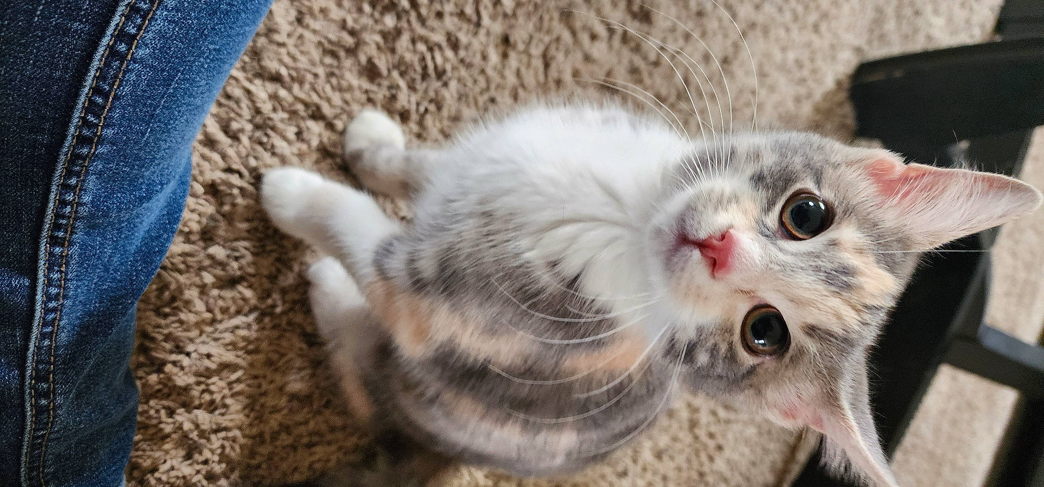 Katana is registered to the contest to win money with this photo: carnivore, cat, claw, domestic_short_haired_cat, felidae, fur, paw, small_to_medium_sized_cats, snout, terrestrial_animal, whiskers