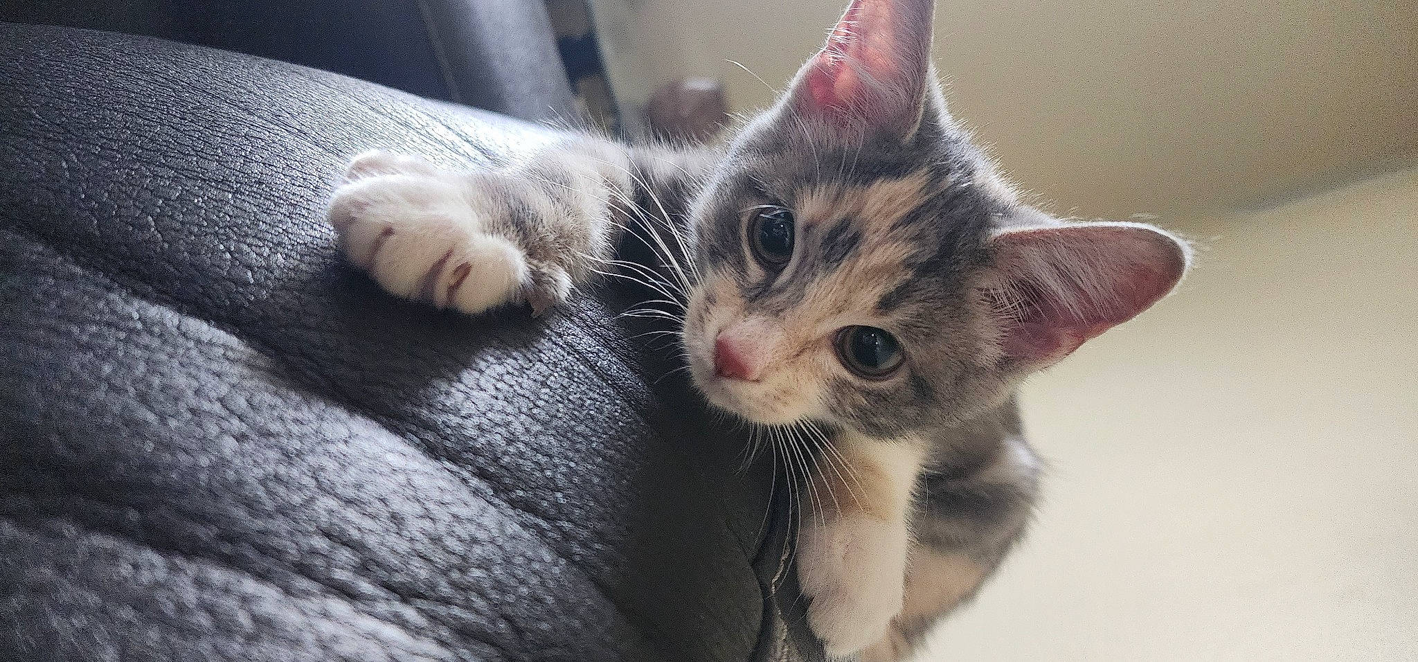 Katana is registered to the contest to win money with this photo: carnivore, cat, claw, close_up, comfort, domestic_short_haired_cat, ear, eyelash, felidae, foot, fur, nail, paw, small_to_medium_sized_cats, snout, tail, whiskers