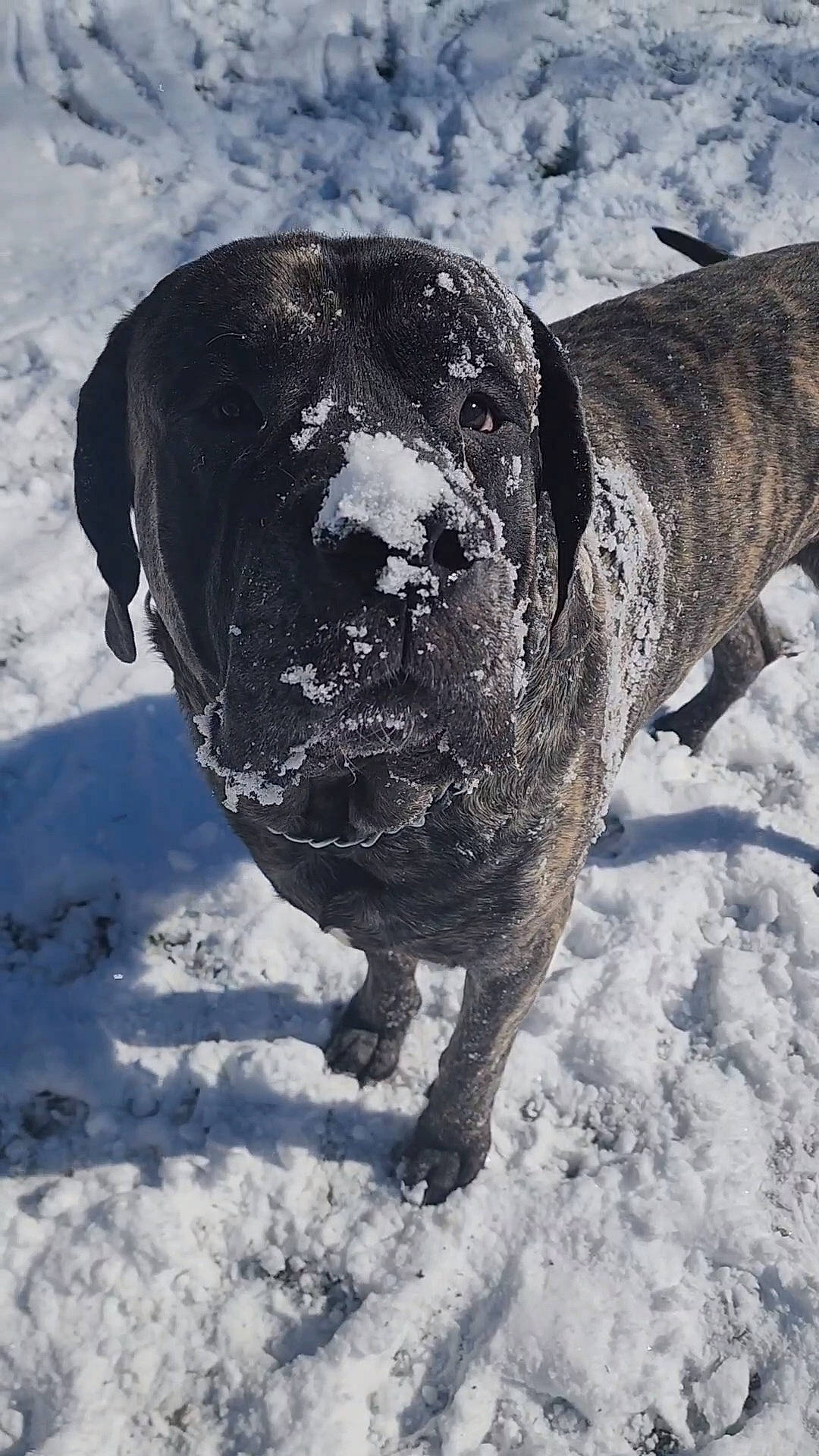 Draco is registered to the contest to win money with this photo: canidae, carnivore, collar, dog, dog_breed, dog_collar, earless_seal, fawn, guard_dog, hunting_dog, monochrome_photography, non_sporting_group, snout, snow, sporting_group, terrestrial_animal, whiskers, winter, working_animal, working_dog