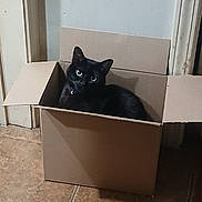 Spice joined the competition — help win amazing prizes! cat, black_cat, cardboard_box, indoor, pet, animal, floor, tile_floor, curious, looking_up, domestic_cat, cute, feline, sitting, box, home, relaxed, whiskers, ears, collar