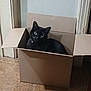 cat, black_cat, cardboard_box, indoor, pet, animal, floor, tile_floor, curious, looking_up, domestic_cat, cute, feline, sitting, box, home, relaxed, whiskers, ears, collar