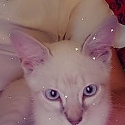 Gucci a rejoint le concours — aidez-le/la à gagner de superbes lots ! animal, blue_eyes, cat, close_up, cute, domestic_cat, feline, indoor, kitten, lap, patterned_background, person, pet, portrait, red_background, soft_glow, sparkles, white_cat, white_shirt, young_cat