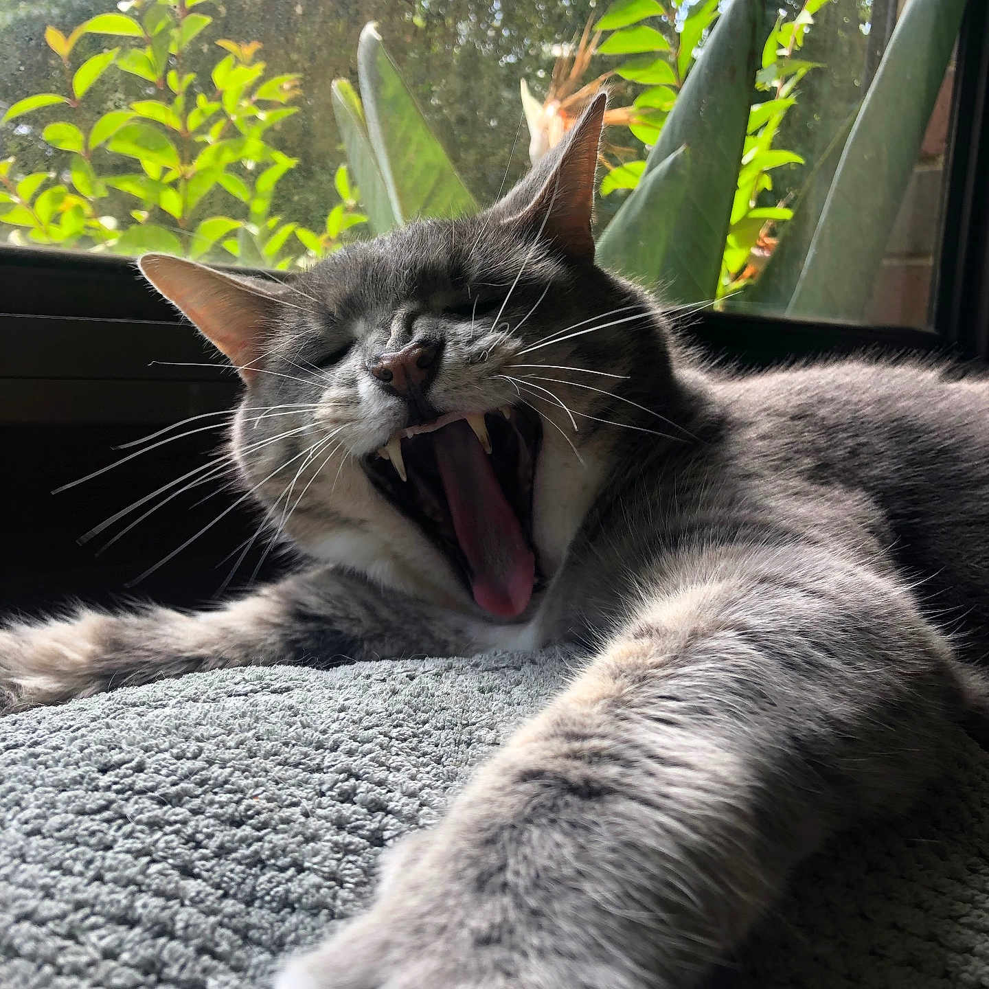 Duke is registered to the contest to win money with this photo: animal, cat, closeup, cozy, feline, fur, greenery, home, indoor, nap, paw, pet, plants, relaxed, stretching, sunlight, texture, whiskers, window, yawning