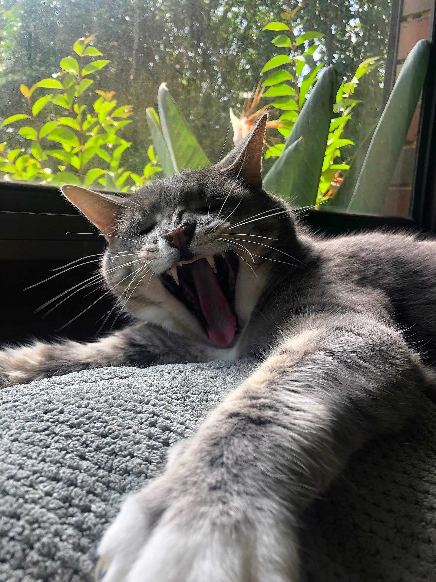 Duke is registered to the contest to win money with this photo: animal, cat, closeup, cozy, feline, fur, greenery, home, indoor, nap, paw, pet, plants, relaxed, stretching, sunlight, texture, whiskers, window, yawning