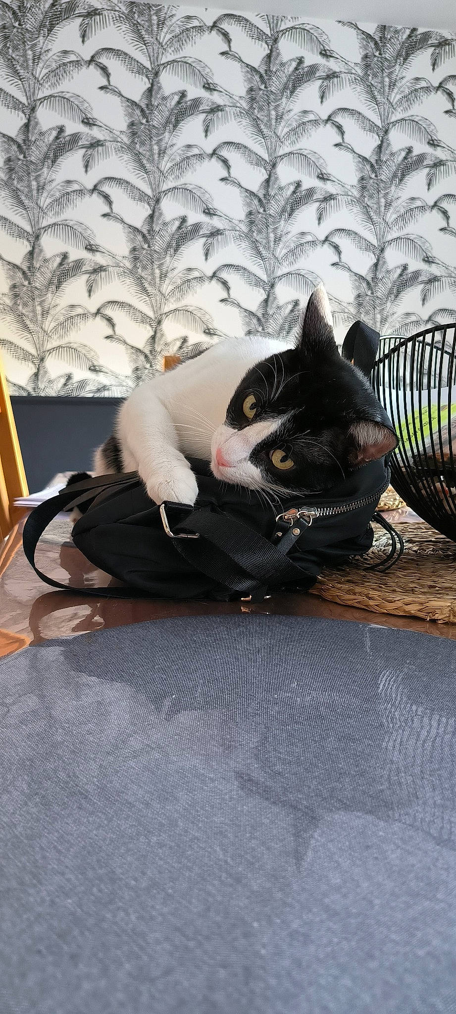 Ricard a rejoint le concours — aidez-le/la à gagner de superbes lots ! bag, black_cat, carnivore, cat, comfort, domestic_short_haired_cat, felidae, flooring, fur, grass, grey, linens, personal_protective_equipment, plant, small_to_medium_sized_cats, snout, tail, toy, tree, whiskers
