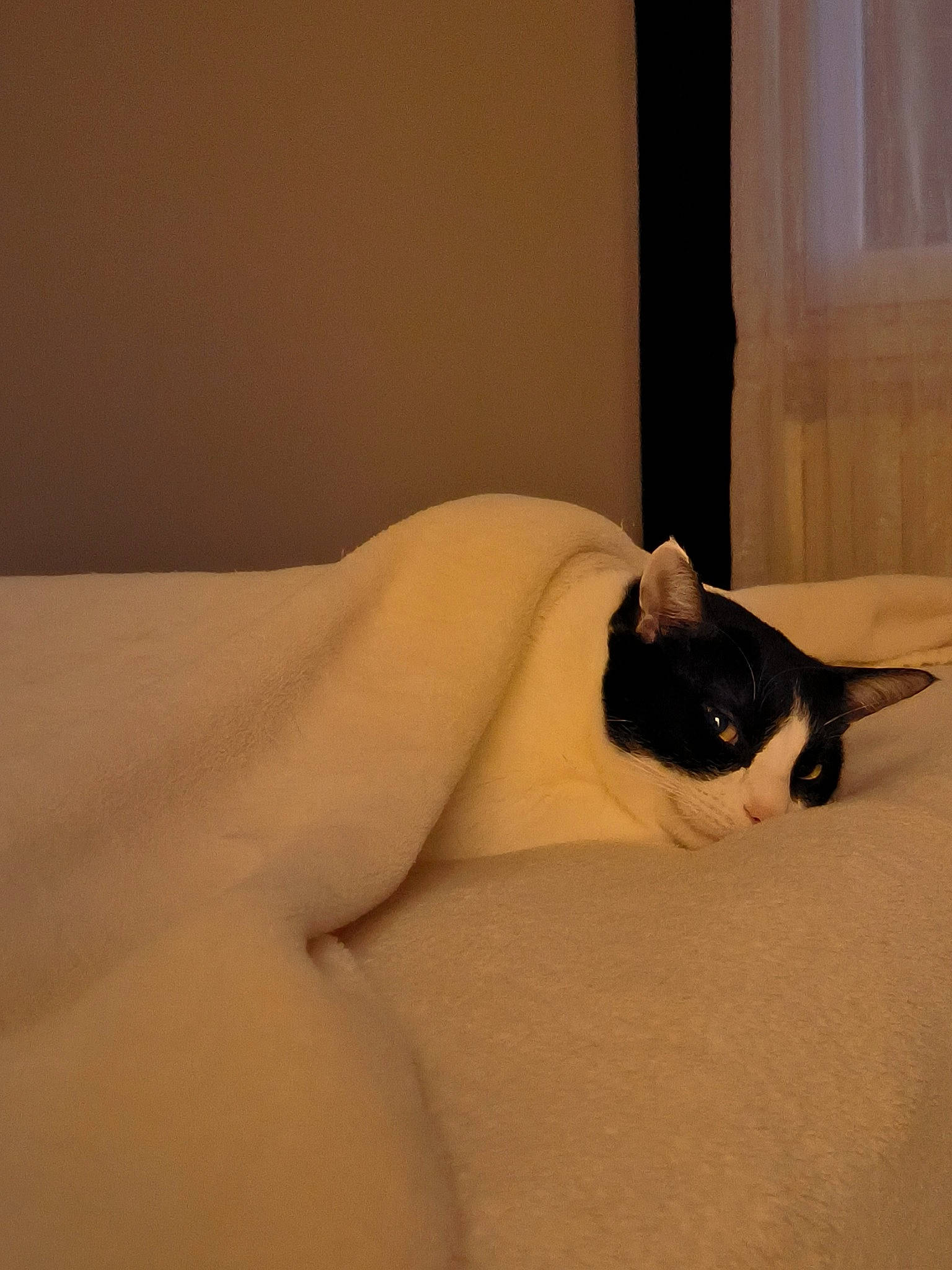 Ricard participe au concours pour gagner de l'argent avec cette photo : abdomen, bed, bedding, bedroom, carnivore, cat, comfort, eye, fawn, felidae, hardwood, human_body, human_leg, linens, small_to_medium_sized_cats, snout, tail, trunk, whiskers, wood