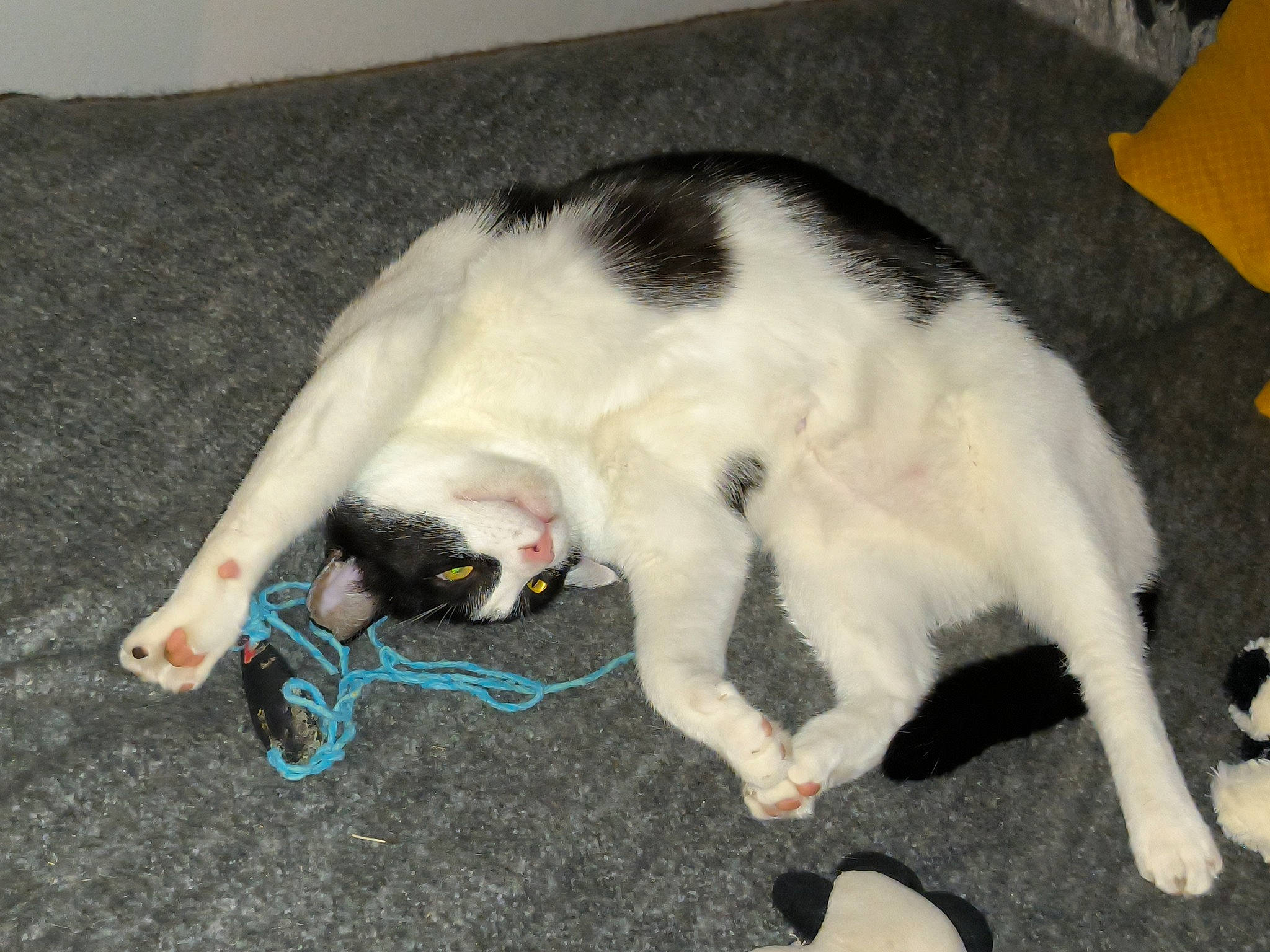 Ricard participe au concours pour gagner de l'argent avec cette photo : canidae, carnivore, cat, cat_toy, claw, comfort, companion_dog, dog_breed, domestic_short_haired_cat, felidae, foot, fur, lap, nap, paw, small_to_medium_sized_cats, snout, sporting_group, tail, whiskers