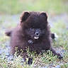 puppy, dog, black_dog, fluffy, grass, outdoor, cute, animal, pet, young_dog, nature, small_dog, lying_down, fur, mammal, adorable, portrait, close_up, ground, curious