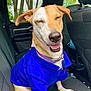 Gemini is registered to the contest to win money with this photo: dog, canine, pet, shirt, blue_shirt, car_interior, car_seat, smiling, happy, sitting, seatbelt, window, trees, daylight, collar, tongue_out, ears, fur, nose, mouth