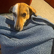 Gemini is registered to the contest to win money with this photo: dog, blanket, blue_blanket, brown_dog, indoor, carpet, couch, orange_couch, pet, resting, cozy, looking_up, fur, snout, ears, home, comfort, animal, relaxing, closeup