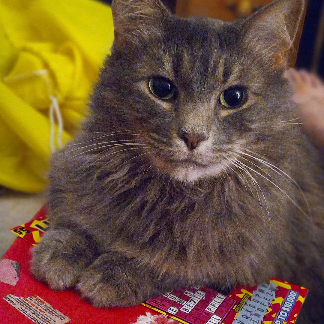 Kiki joined the competition — help win amazing prizes! abyssinian, alloywheel, animal, box, candy, car, carwheel, cat, drawer, food, furniture, hardwood, kitten, machine, manx, pet, shelf, spoke, sweets, wood