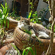 La Grosse a rejoint le concours — aidez-le/la à gagner de superbes lots ! cat, tabby, fluffy, tire, planter, sunlight, garden, plants, greenery, outdoor, relaxed, resting, nature, feline, pet, animal, daylight, leaves, soil, shadows