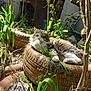 cat, tabby, fluffy, tire, planter, sunlight, garden, plants, greenery, outdoor, relaxed, resting, nature, feline, pet, animal, daylight, leaves, soil, shadows
