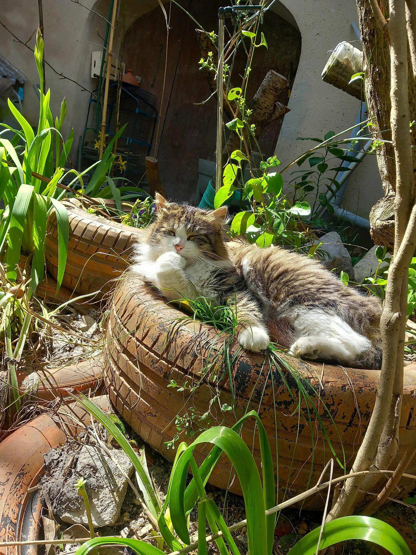 La Grosse a rejoint le concours — aidez-le/la à gagner de superbes lots ! cat, tabby, fluffy, tire, planter, sunlight, garden, plants, greenery, outdoor, relaxed, resting, nature, feline, pet, animal, daylight, leaves, soil, shadows