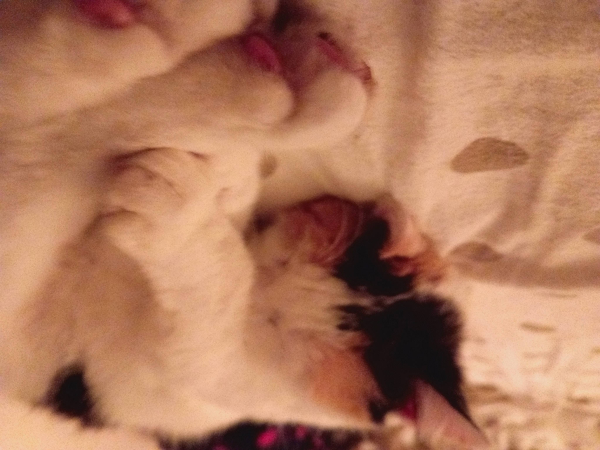 Nao participe au concours pour gagner de l'argent avec cette photo : canidae, carnivore, claw, cloud, companion_dog, cumulus, dog_breed, fawn, felidae, fur, linens, nap, paw, sky, small_to_medium_sized_cats, sporting_group, tail, visual_arts, whiskers, wood