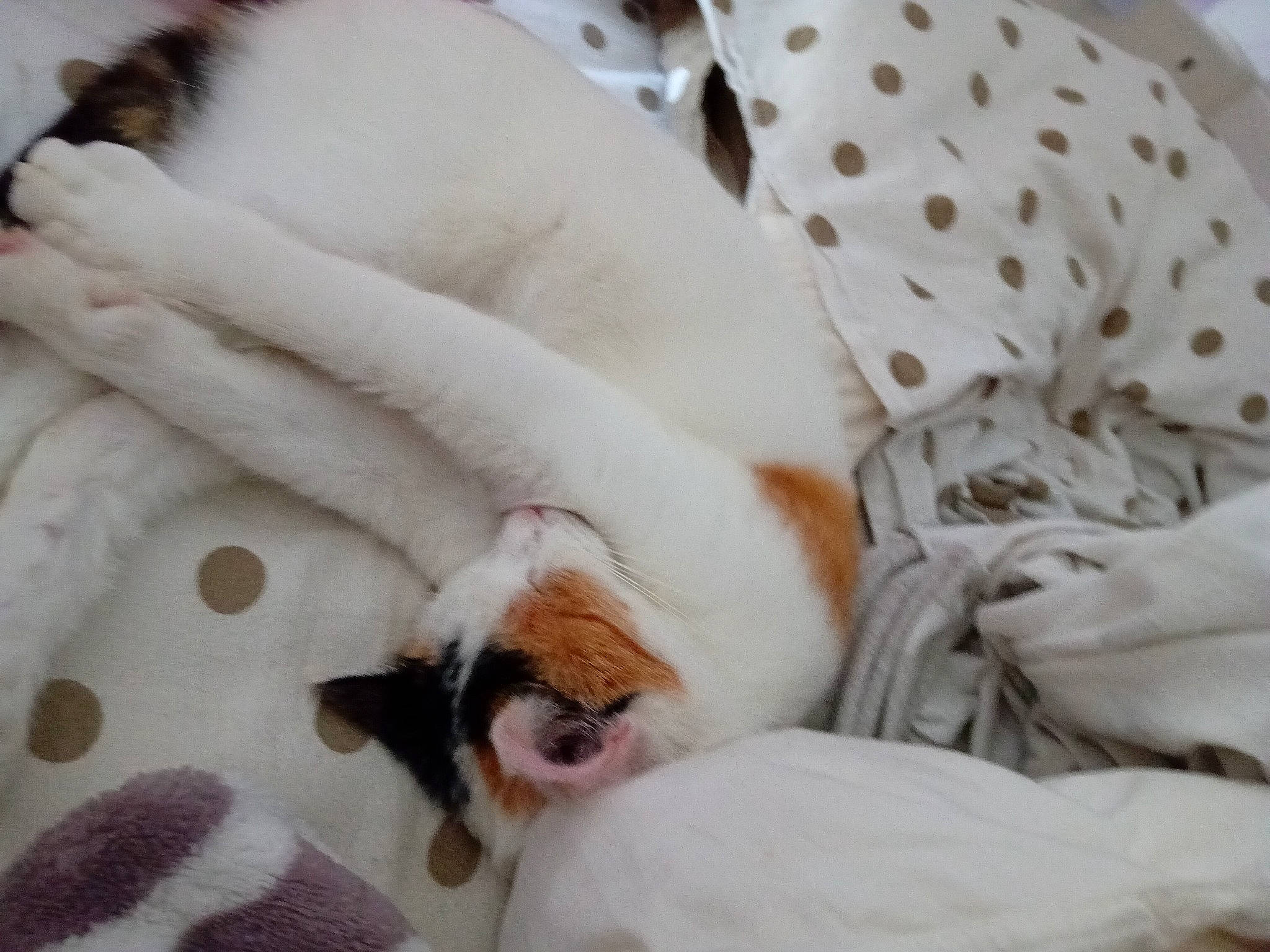 Nao participe au concours pour gagner de l'argent avec cette photo : canidae, carnivore, cat, comfort, companion_dog, dog_breed, duvet, fawn, felidae, fur, linens, nap, paw, sleep, small_to_medium_sized_cats, snout, sporting_group, tail, terrestrial_animal, whiskers