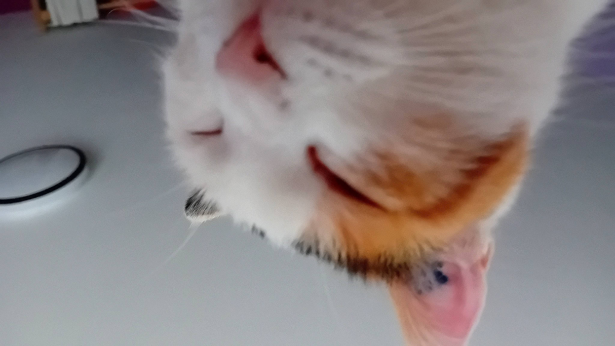 Nao a rejoint le concours — aidez-le/la à gagner de superbes lots ! canidae, carnivore, cat, claw, domestic_short_haired_cat, ear, eyelash, fawn, felidae, fur, paw, small_to_medium_sized_cats, snout, tail, whiskers