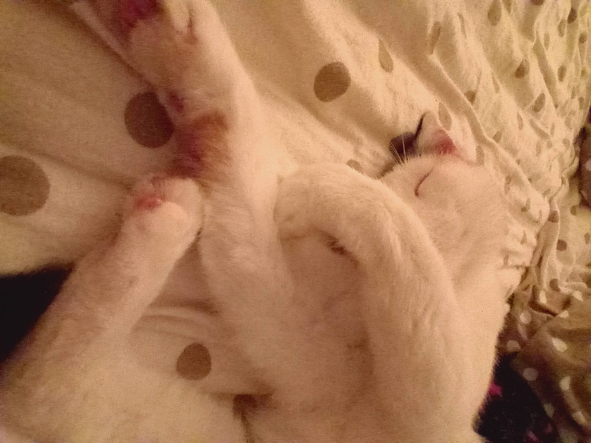 Nao a rejoint le concours — aidez-le/la à gagner de superbes lots ! art, canidae, carnivore, dog, dog_breed, felidae, freezing, fur, nail, organism, paw, rock, small_to_medium_sized_cats, sporting_group, tail, whiskers, wood