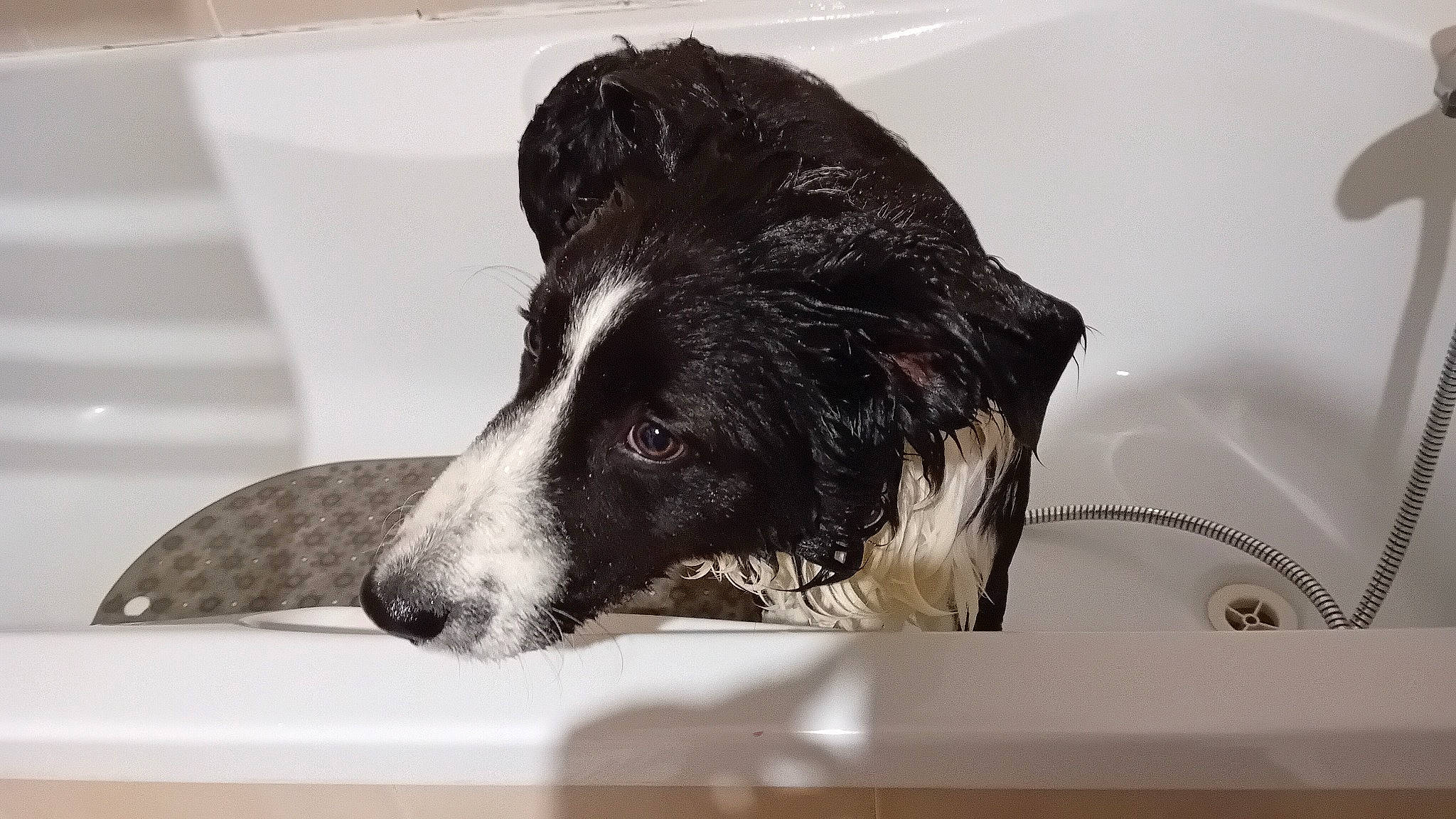 Archie participe au concours pour gagner de l'argent avec cette photo : bathroom, bathtub, canidae, carnivore, companion_dog, dog, dog_breed, fluid, fur, herding_dog, liquid, monochrome_photography, plumbing_fixture, snout, sporting_group, tap, terrestrial_animal, water, whiskers, working_dog