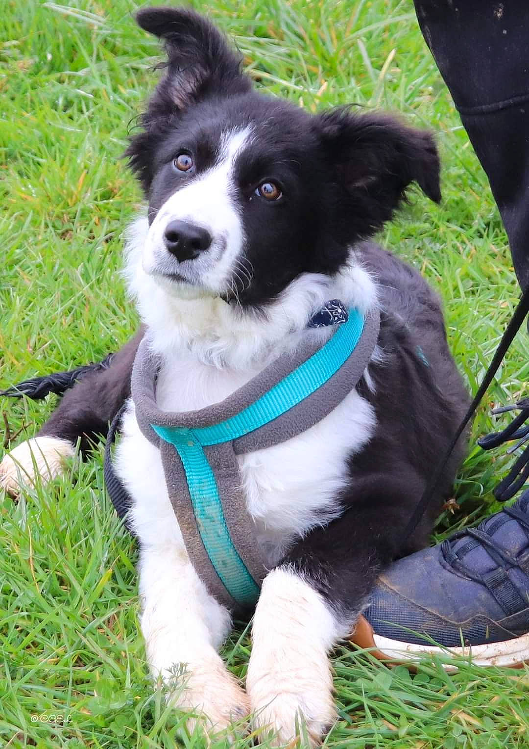 Archie a rejoint le concours — aidez-le/la à gagner de superbes lots ! border_collie, canidae, carnivore, collar, companion_dog, dog, dog_breed, dog_collar, dog_supply, electric_blue, fur, grass, herding_dog, plant, recreation, snout, sporting_group, tail, working_animal, working_dog