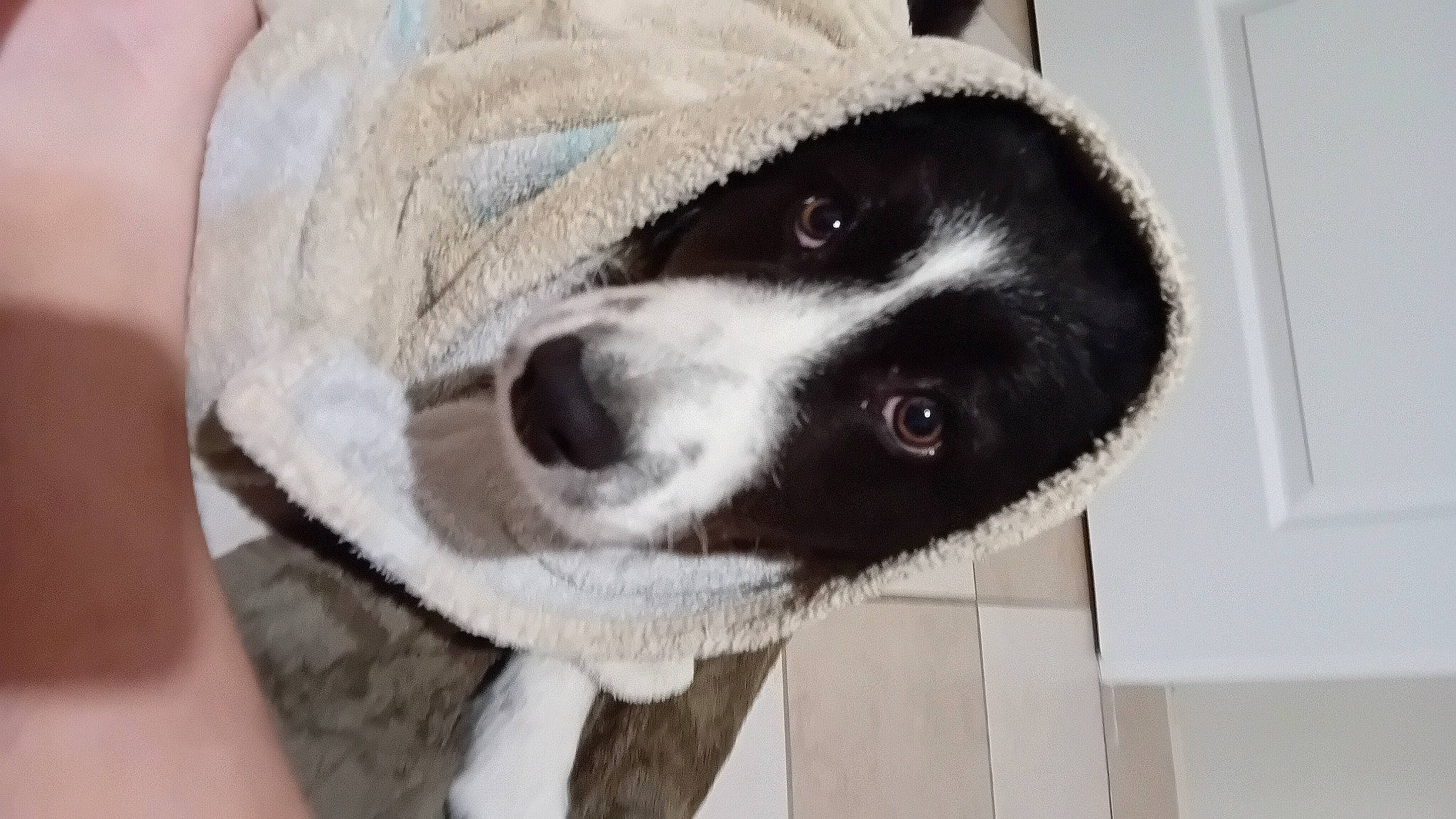 Archie a rejoint le concours — aidez-le/la à gagner de superbes lots ! canidae, cap, carnivore, collar, companion_dog, dog, dog_breed, dog_supply, fawn, fur, grey, non_sporting_group, paw, pet_supply, puppy, snout, sporting_group, stuffed_toy, whiskers, working_animal