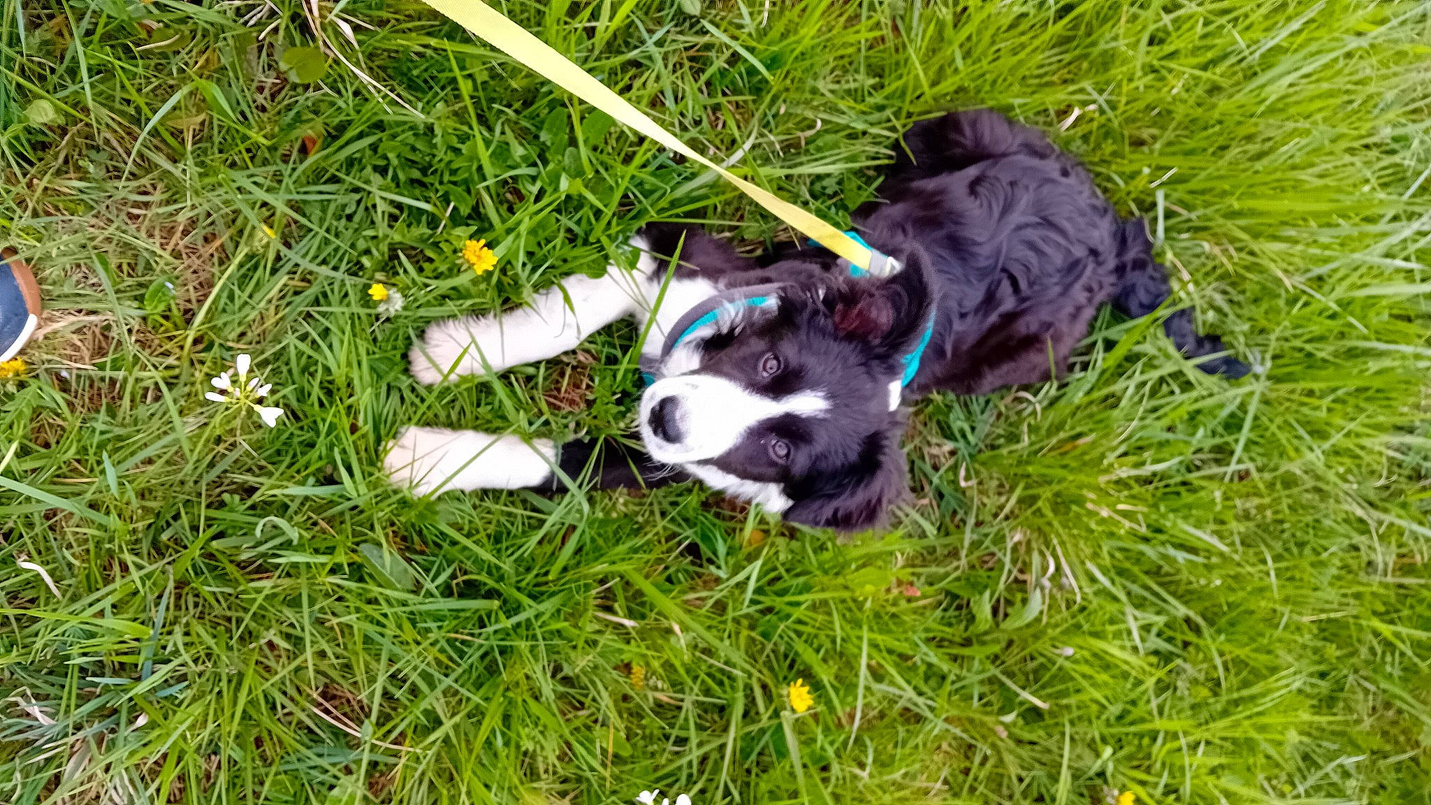 Archie a rejoint le concours — aidez-le/la à gagner de superbes lots ! carnivore, companion_dog, dog, dog_breed, grass, grass_family, grassland, groundcover, lawn, non_sporting_group, pasture, plant, sedge_family, sporting_group, tail, terrestrial_animal, working_animal