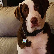 Ozzy joined the competition — help win amazing prizes! dog, brown_and_white, collar, tag, couch, indoor, living_room, shelf, skull, cowboy_hat, pet, seated, looking_at_camera, furniture, home, wall, decor, casual, animal, portrait