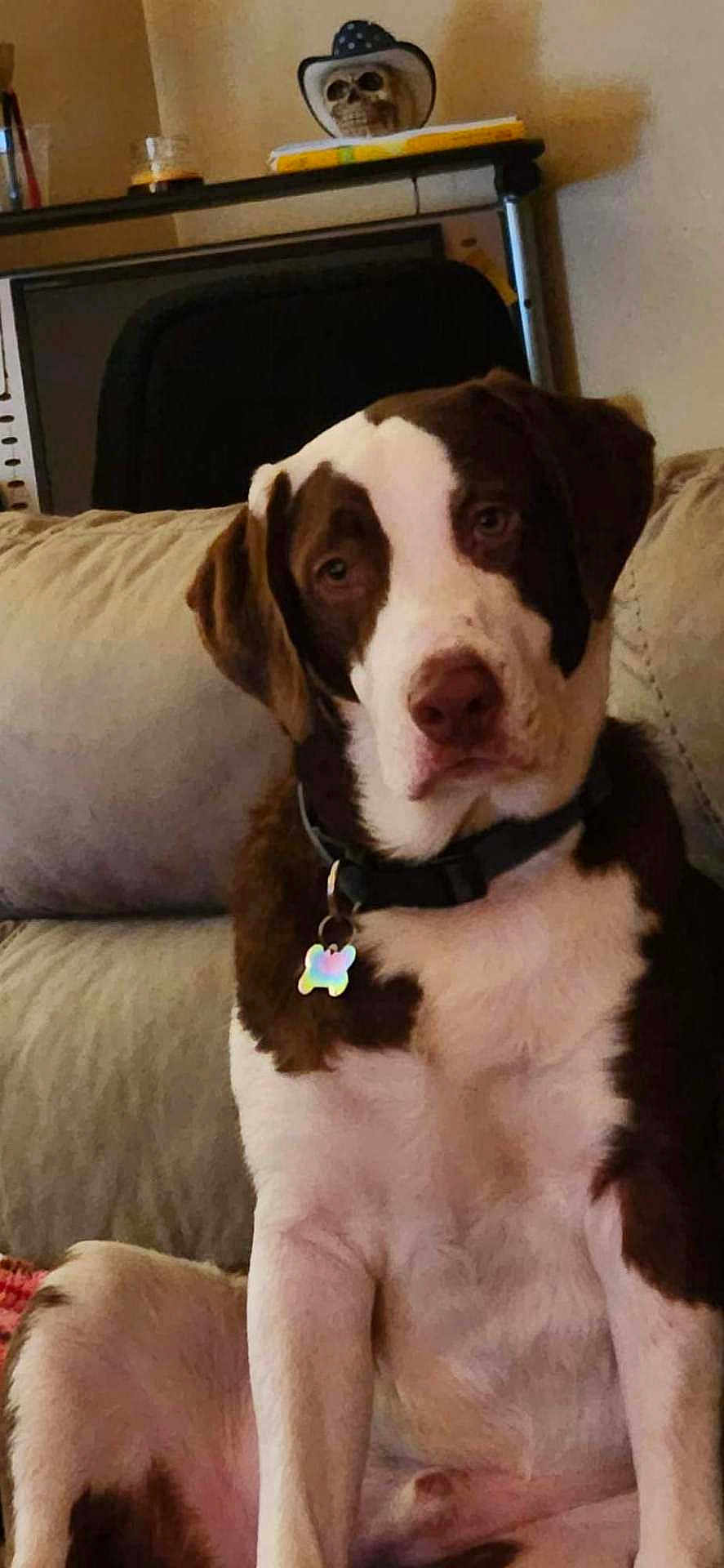 Ozzy joined the competition — help win amazing prizes! dog, brown_and_white, collar, tag, couch, indoor, living_room, shelf, skull, cowboy_hat, pet, seated, looking_at_camera, furniture, home, wall, decor, casual, animal, portrait
