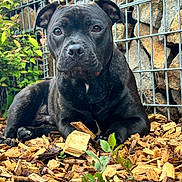 Oslo participe au concours pour gagner de l'argent avec cette photo : animal, boxer, bulldog, canine, den, dog, flagstone, frenchbulldog, indoors, leaf, panther, path, pet, pitbull, plant, puppy, rock, slate, snout, wood