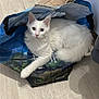 Hermès participe au concours pour gagner de l'argent avec cette photo : cat, white_cat, heterochromia, shopping_bag, indoor, floor, pet, feline, curious, relaxed, paw, fur, animal, domestic_animal, cute, looking_at_camera, light_wood_floor, blue_bag, sitting, cozy