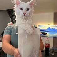 Hermès participe au concours pour gagner de l'argent avec cette photo : cat, white_cat, heterochromia, container, person, indoor, kitchen, television, mountain_wallpaper, drink_bottle, coca_cola, holding, fluffy, pet, curious, feline, domestic_animal, cute, relaxed, household