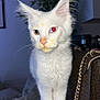 Hermès a rejoint le concours — aidez-le/la à gagner de superbes lots ! kitten, white_cat, heterochromia, indoor, curious, pet, feline, small_animal, fur, ears, face, purse, chain, table, domestic, closeup, standing, yellow_stain, background, soft_lighting