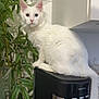 cat, white_cat, heterochromia, coffee_machine, kitchen, plant, greenery, pet, indoor, curious, feline, domestic_cat, appliance, countertop, close_up, animal, fluffy, sitting, houseplant, modern
