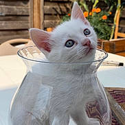 Biscotte a rejoint le concours — aidez-le/la à gagner de superbes lots ! kitten, white_cat, glass_vase, outdoor, table, garden, flowers, wooden_fence, sunlight, curious, pet, animal, cute, small, domestic_cat, looking_up, innocent, sitting, glass, reflection