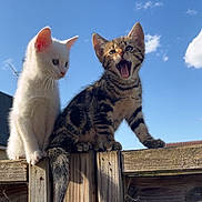Biscotte Et Belle a rejoint le concours — aidez-le/la à gagner de superbes lots ! animal, blue_sky, cat, clouds, curious, cute, daytime, feline, fence, kitten, nature, outdoor, pet, playful, sky, sunlight, tabby_cat, white_cat, wooden_fence, young_animal