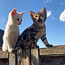 animal, blue_sky, cat, clouds, curious, cute, daytime, feline, fence, kitten, nature, outdoor, pet, playful, sky, sunlight, tabby_cat, white_cat, wooden_fence, young_animal