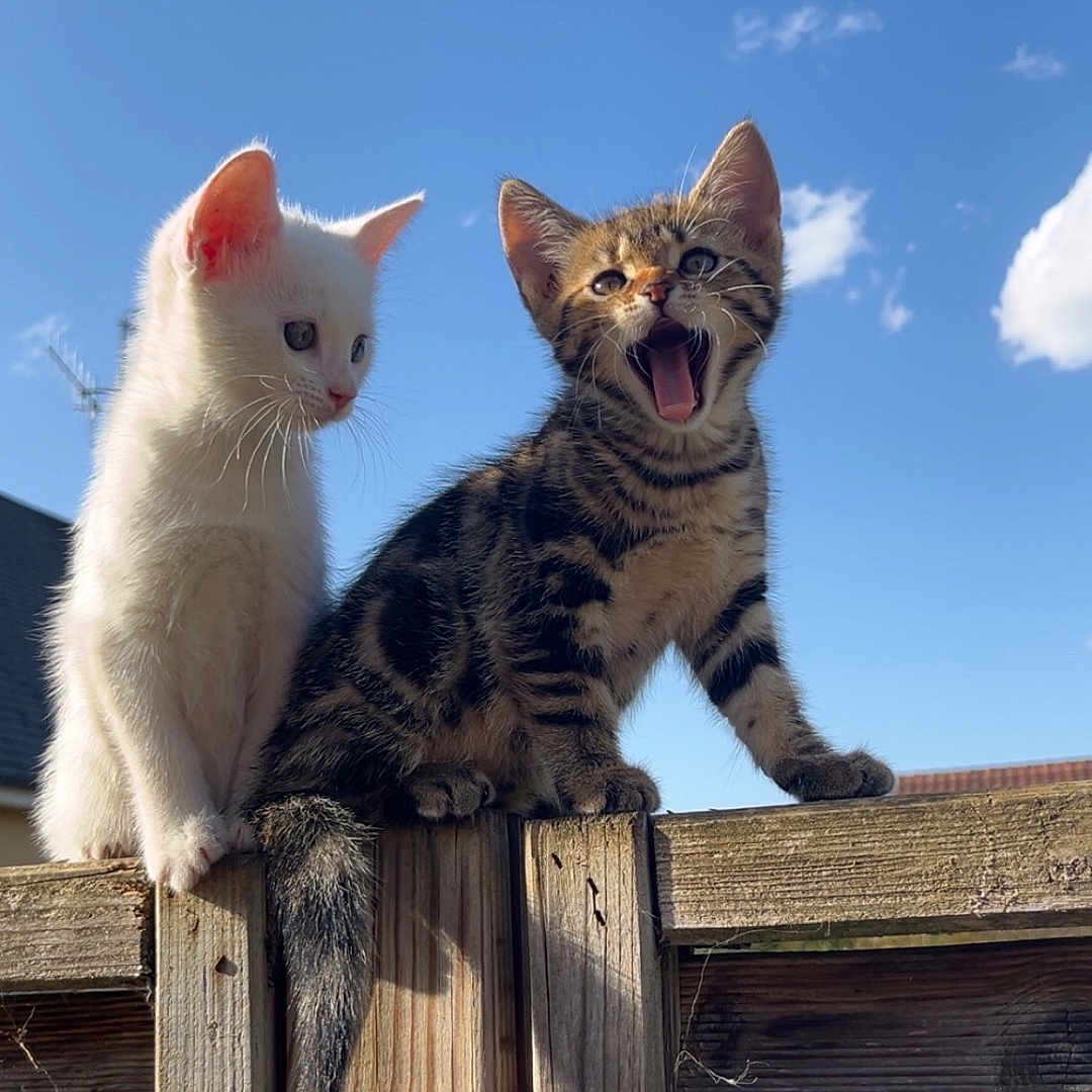 Biscotte Et Belle