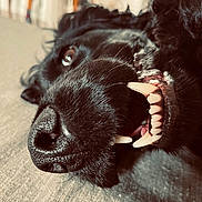 Snoopy participe au concours pour gagner de l'argent avec cette photo : dog, black_dog, close_up, teeth, nose, fur, pet, animal, lying_down, playful, indoor, blurry_background, canine, snout, mouth, whiskers, cute, expression, portrait, relaxed