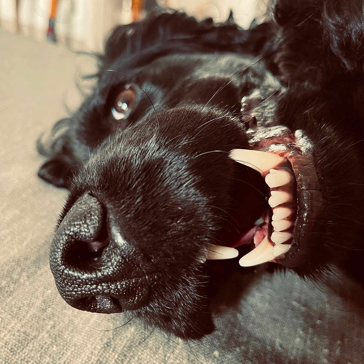 Snoopy participe au concours pour gagner de l'argent avec cette photo : dog, black_dog, close_up, teeth, nose, fur, pet, animal, lying_down, playful, indoor, blurry_background, canine, snout, mouth, whiskers, cute, expression, portrait, relaxed