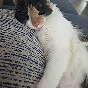Calypso joined the competition — help win amazing prizes! cat, calico, sleeping, relaxed, fur, whiskers, pink_nose, patterned_fabric, couch, indoor, pet, animal, closeup, resting, cozy, home, feline, soft, cute, comfort