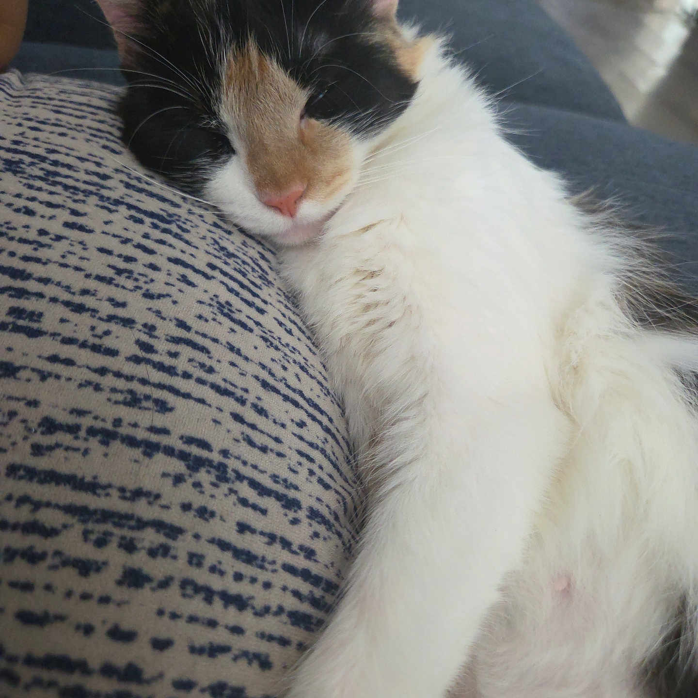 Calypso