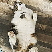 Boots is registered to the contest to win money with this photo: cat, animal, pet, indoor, floor, wooden_floor, fur, white_fur, gray_fur, pink_paw_pads, lying_down, playful, cute, wide_eyes, whiskers, tail, relaxed, domestic_cat, mammal, closeup