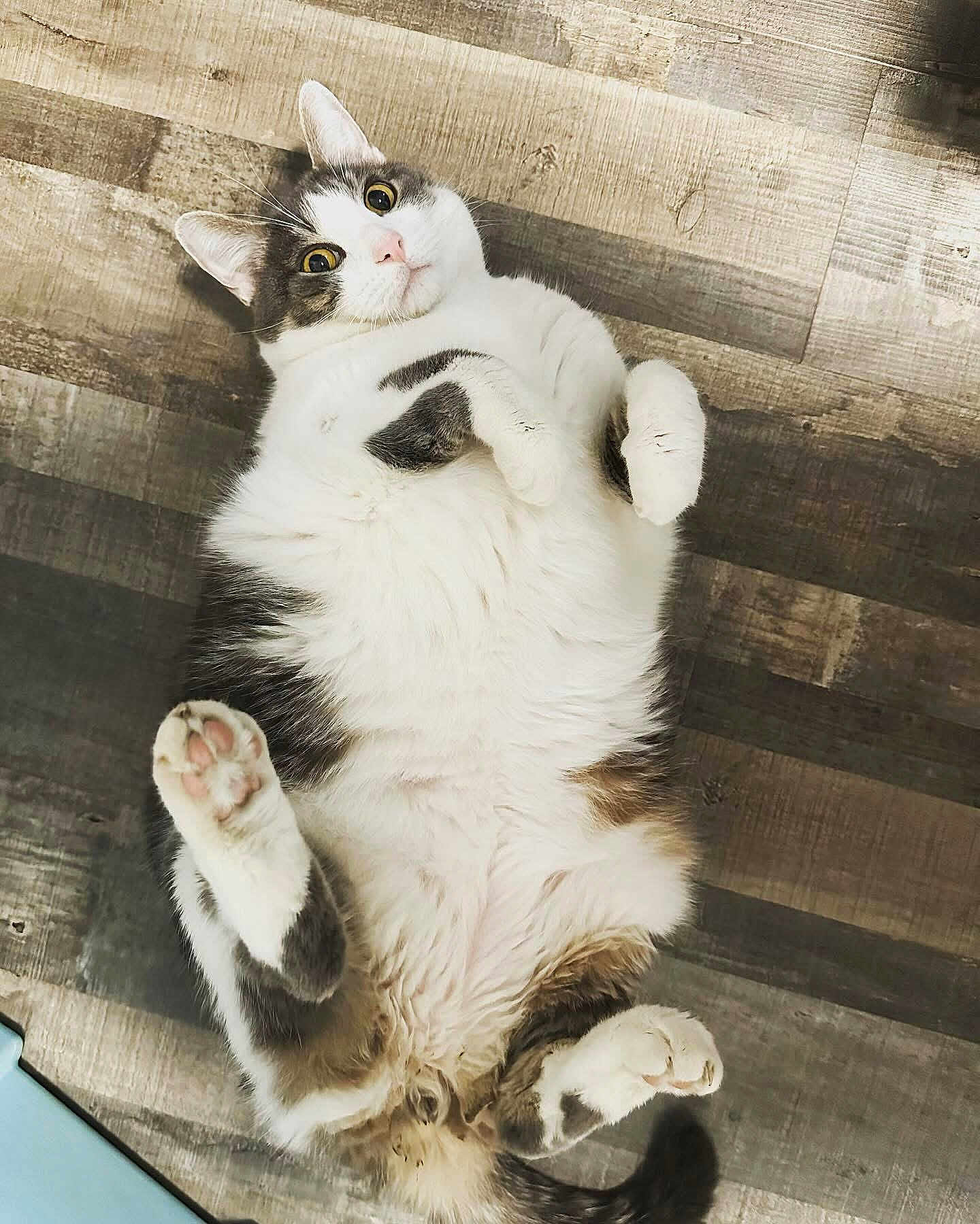 Boots is registered to the contest to win money with this photo: cat, animal, pet, indoor, floor, wooden_floor, fur, white_fur, gray_fur, pink_paw_pads, lying_down, playful, cute, wide_eyes, whiskers, tail, relaxed, domestic_cat, mammal, closeup