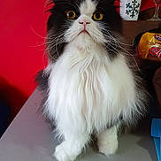 Jinx is registered to the contest to win money with this photo: animal, black_and_white, cat, closeup, curious, cute, domestic_cat, eyes, face, feline, fluffy, fur, indoor, long_hair, pet, portrait, red_background, sitting, table, whiskers