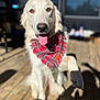 animal, architecture, building, canine, clothing, dog, goldenretriever, hound, house, housing, labradorretriever, person, pet, porch, puppy, scarf, water, waterfront, whitedog, wood
