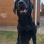 Bentley joined the competition — help win amazing prizes! dog, black_labrador, pet, animal, outdoor, grass, brick_wall, house, window, wooden_table, happy, sitting, canine, domestic_animal, smiling, ears, snout, mouth_open, fur, daylight