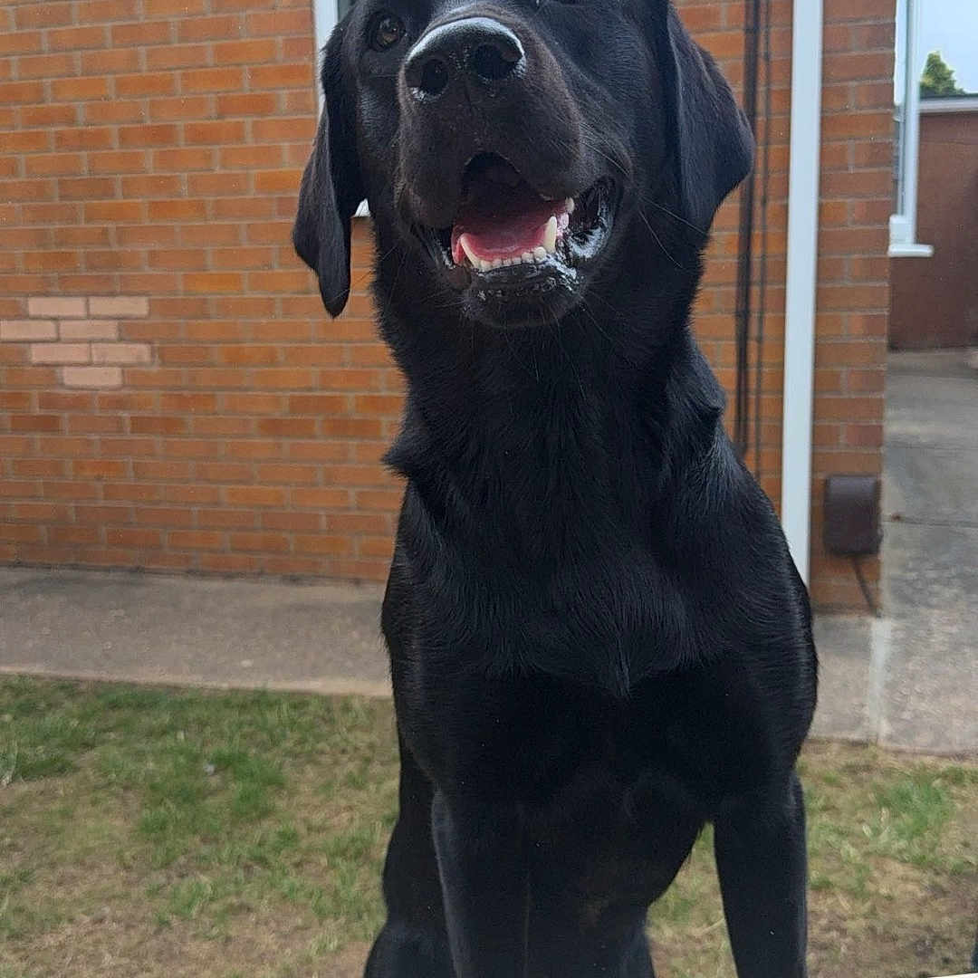 Bentley joined the competition — help win amazing prizes! animal, black_labrador, brick_wall, canine, daylight, dog, domestic_animal, ears, fur, grass, happy, house, mouth_open, outdoor, pet, sitting, smiling, snout, window, wooden_table